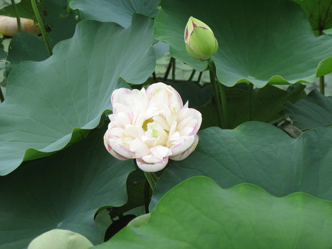 荷花與花蕾