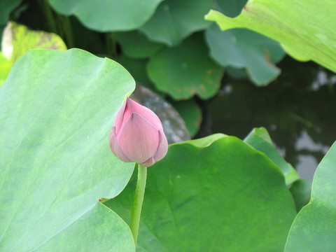 蓮花花蕾