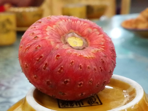 雞嗉子果