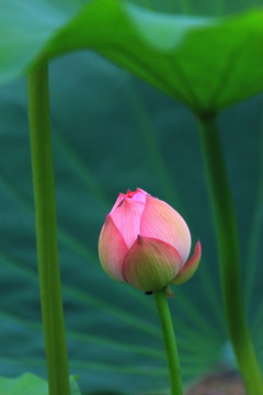 一枝獨秀