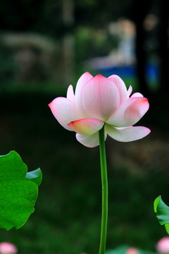 一枝獨(dú)秀
