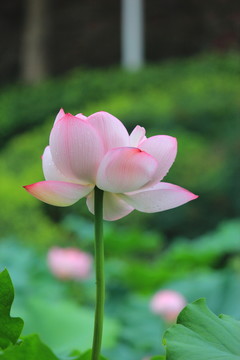 粉荷