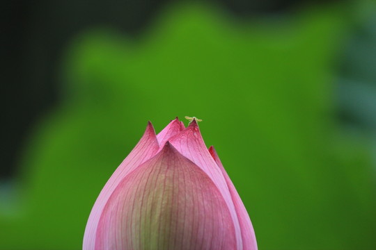 晨露