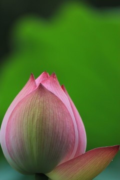 荷花花苞