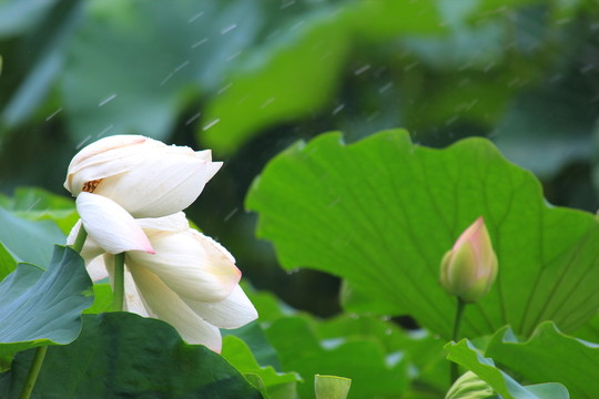 荷花雨