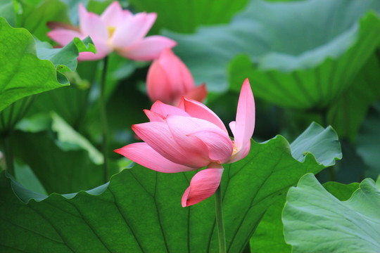 中秋賞荷