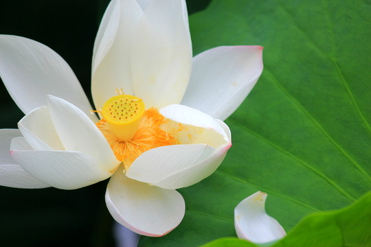 荷花