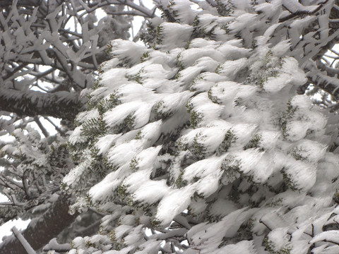 霧淞 積雪