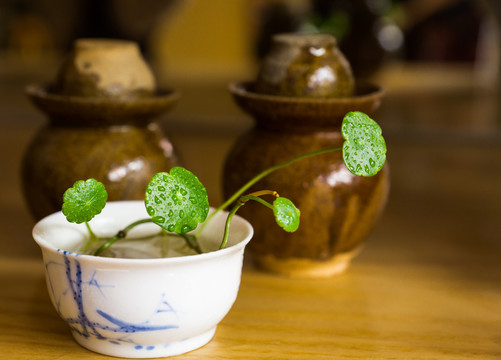 金錢草盆栽