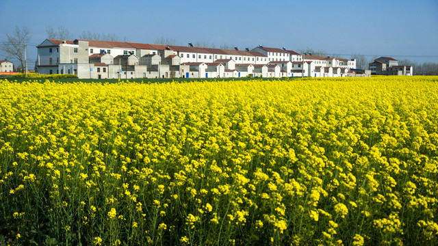 油菜花