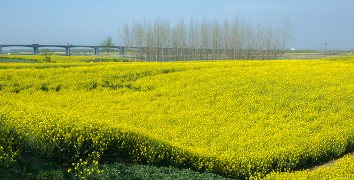 油菜花
