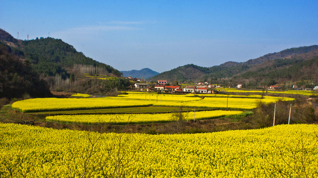 山里的油菜花