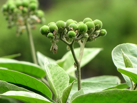 綠色野生植物
