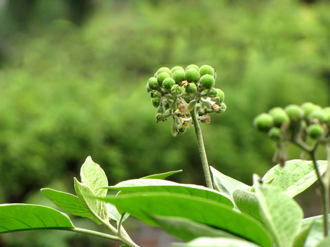 綠色植物果實