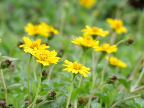 黃色的花