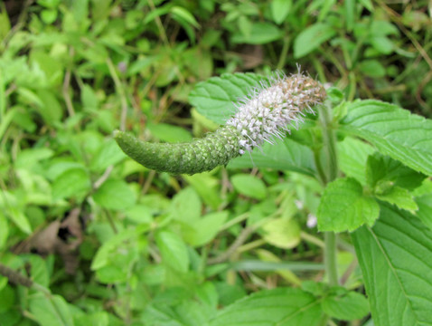 狗尾巴草