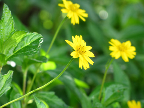 黃色的花