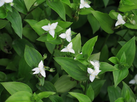 白花紫露草