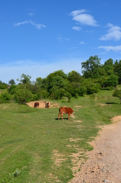 關(guān)山草原