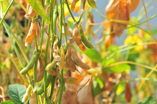 豆地  大豆  黃豆