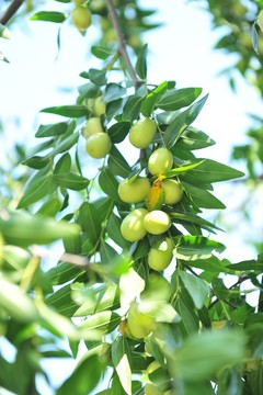 棗 棗樹(shù)
