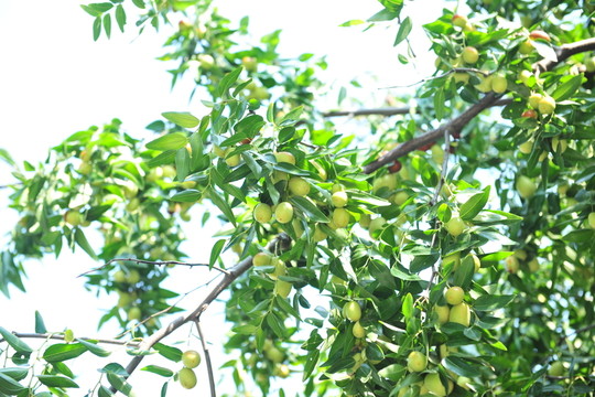 大棗 棗樹