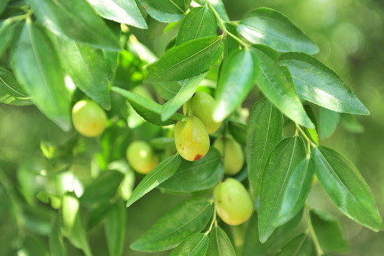 棗  棗樹