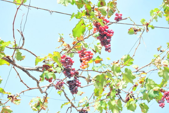 成熟葡萄 葡萄園