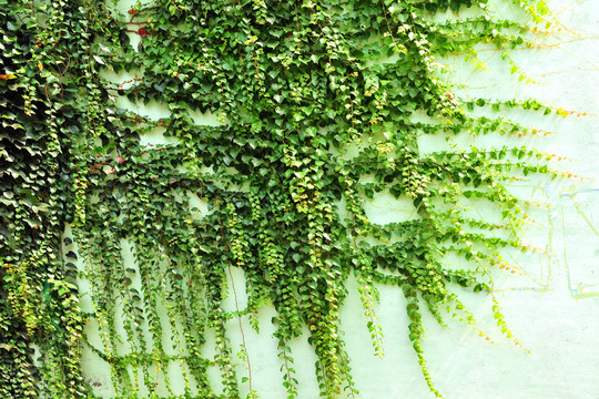 植物背景墻 爬墻虎 爬山虎