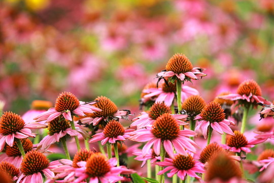 雛菊