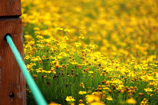 雛菊