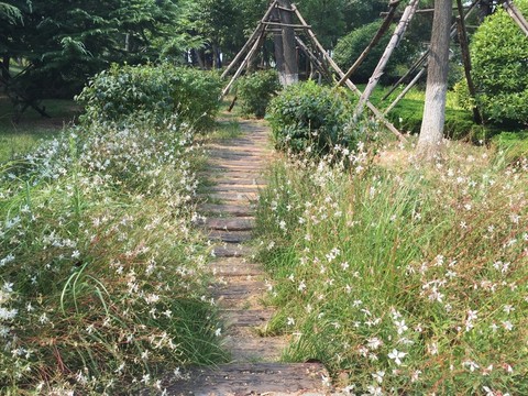 花叢小路