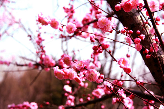 桃花