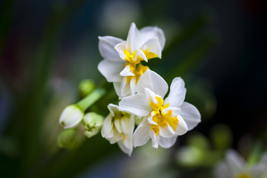 水仙花
