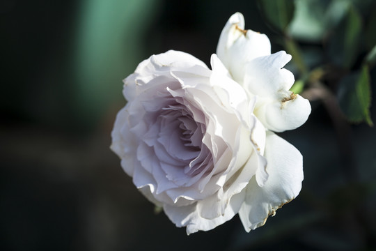 月季花