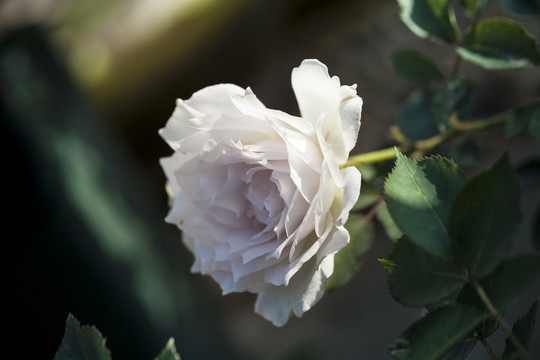 月季花