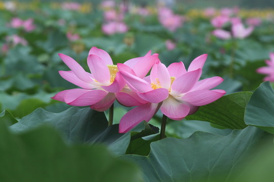 蓮花