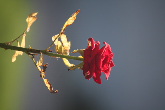紅花