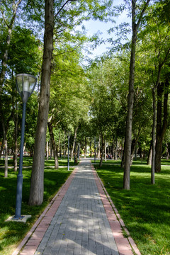 林蔭道
