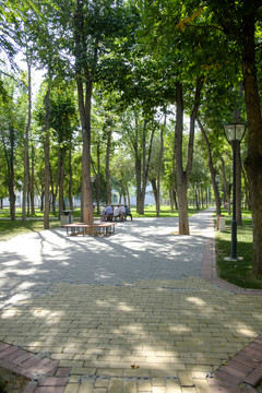 綠樹(shù)林