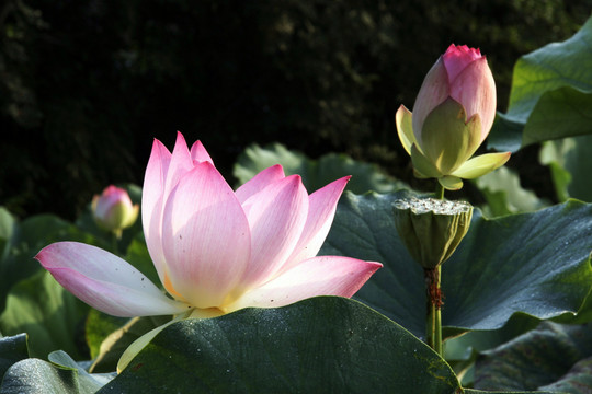 荷花