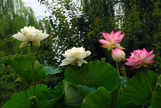 荷花