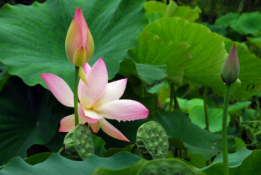 荷花