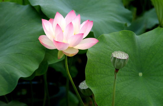 荷花
