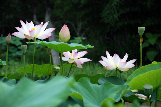 荷花