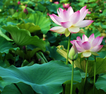 荷花
