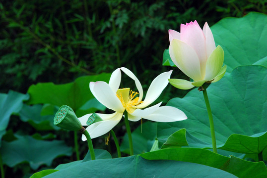 荷花