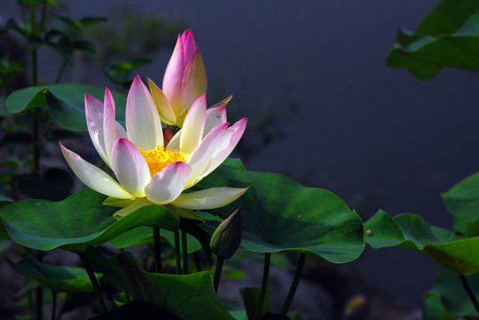 荷花