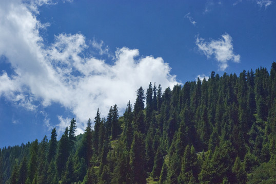 天山林場