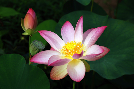 荷花